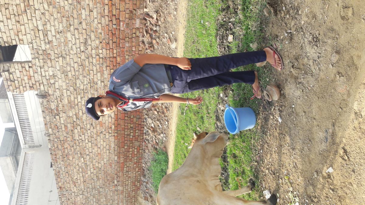 Helping cows in Covid 19...