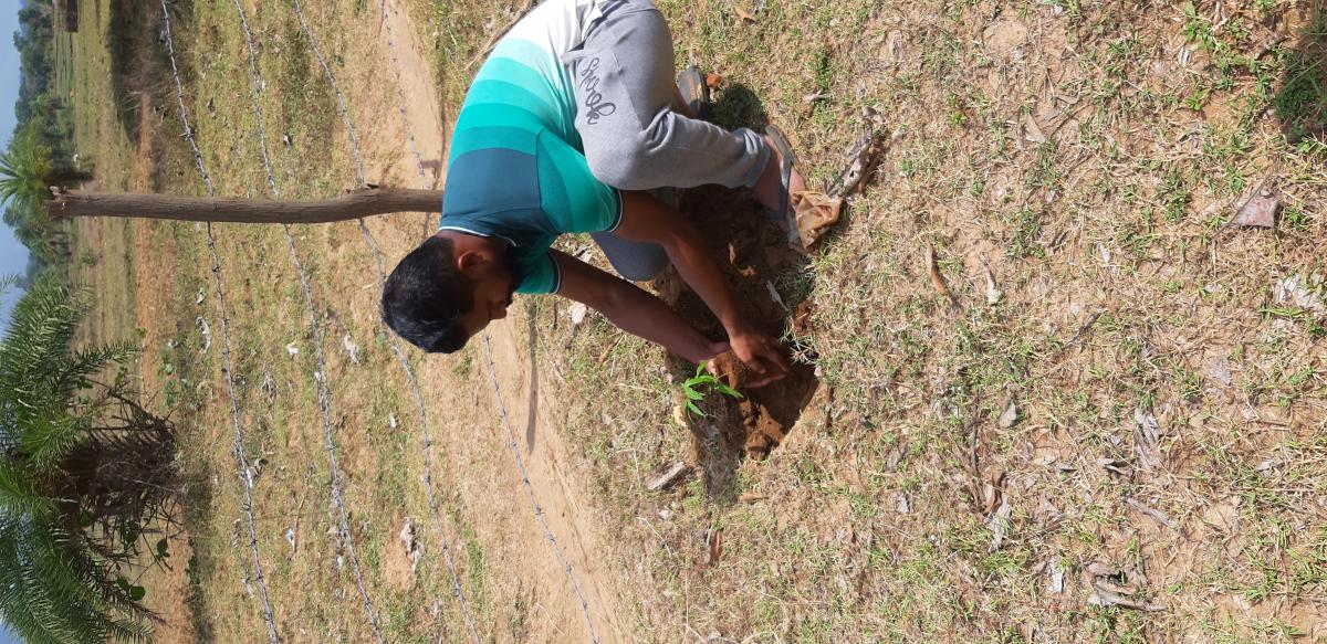 Tree Plantation to celebrate World environment day 