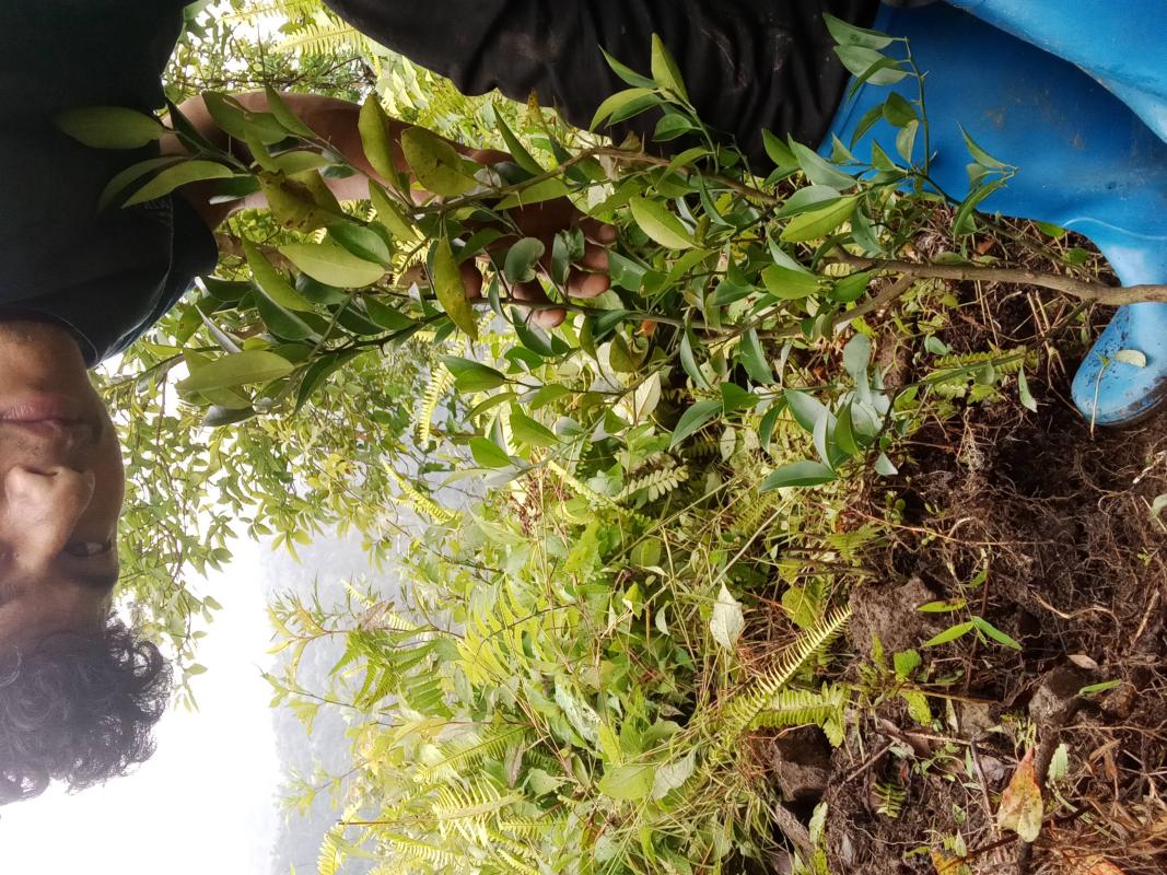 Plantation of saplings on National Foresty Day