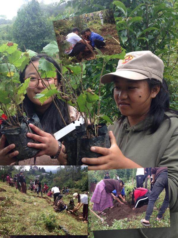 Plantation of plants at College