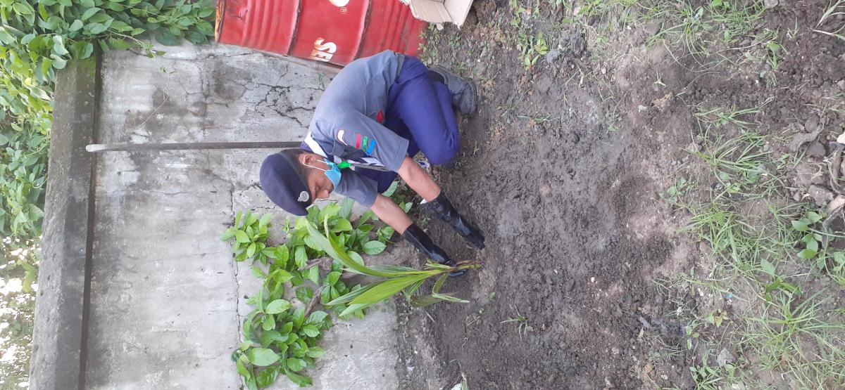 on my birthday. tree plantation 