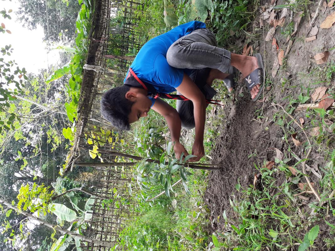 বৃক্ষরোপন কর্মসুচি