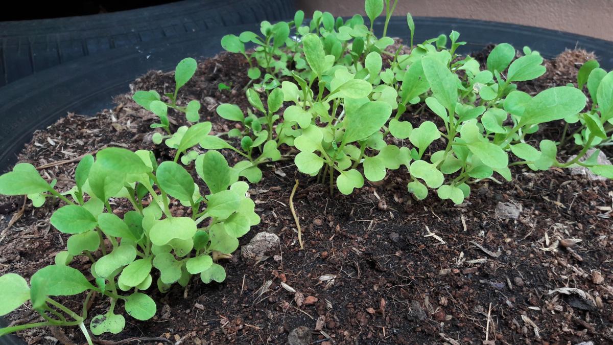 ปลูกผักสวนครัว