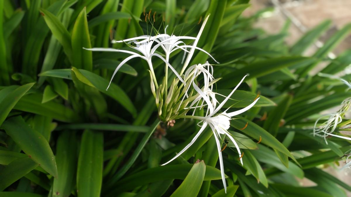 PLANTATION ON INDEPENDENCE DAY 