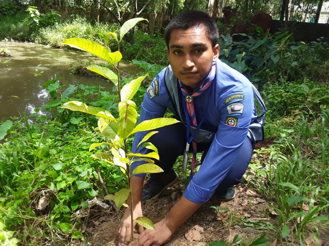 TREE PLANTATION ACTIVITIES