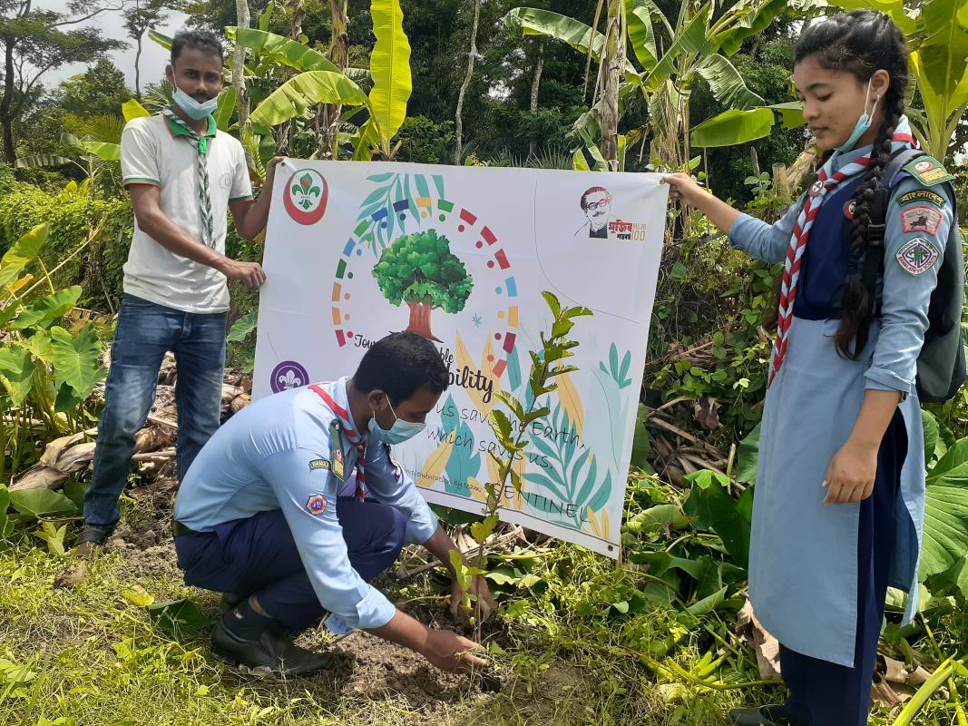 Tree Plantation