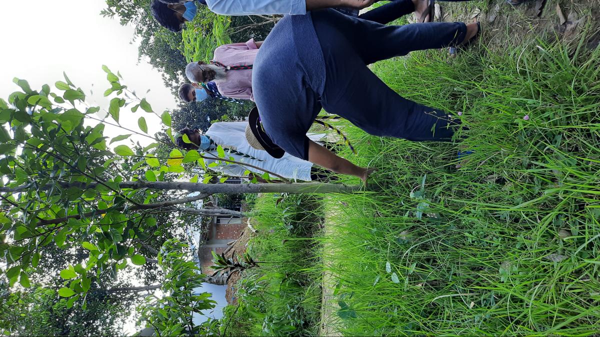 বৃক্ষরোপণ