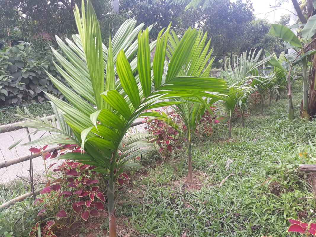 ব্যক্তিগত উদ্যোগে শতাধিক ফলজ বৃক্ষরোপণ