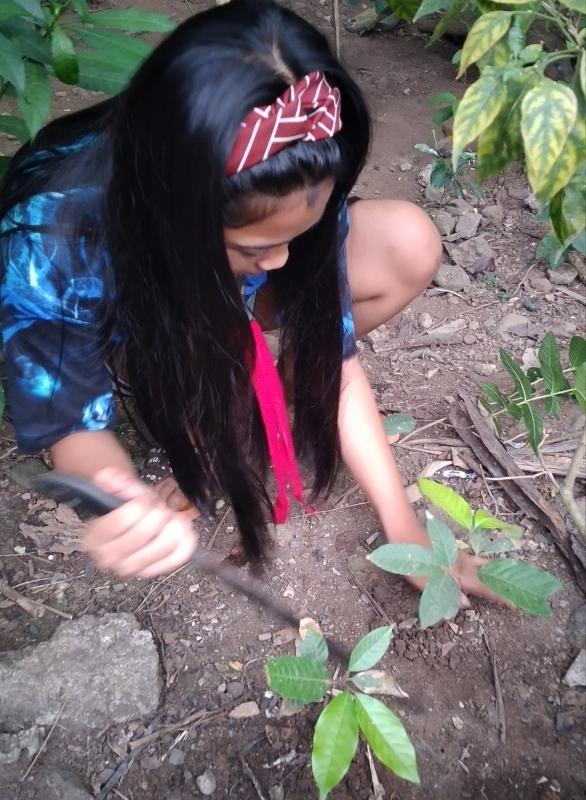 Tree planting