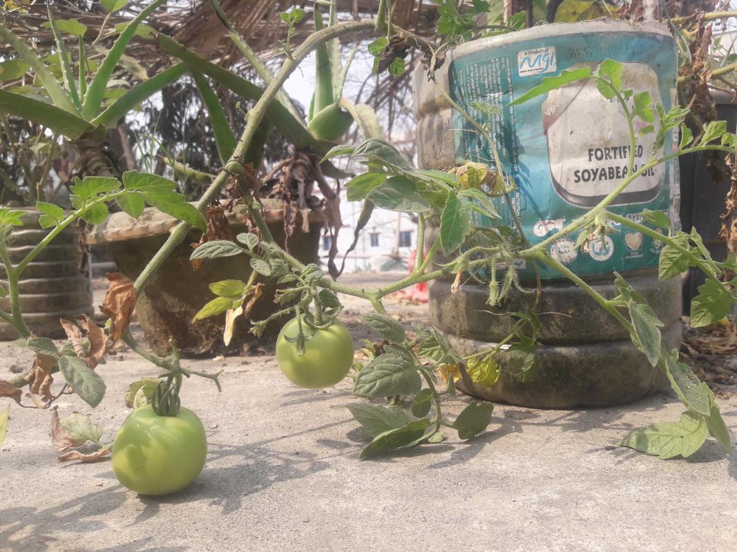 প্লাস্টিক টাইড টার্নার চ্যালেঞ্জ ব্যাজ- চ্যাম্পিয়ন পর্যায়