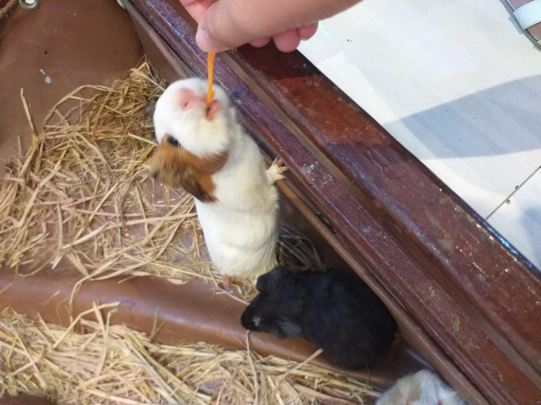 ให้อาหารสัตว์