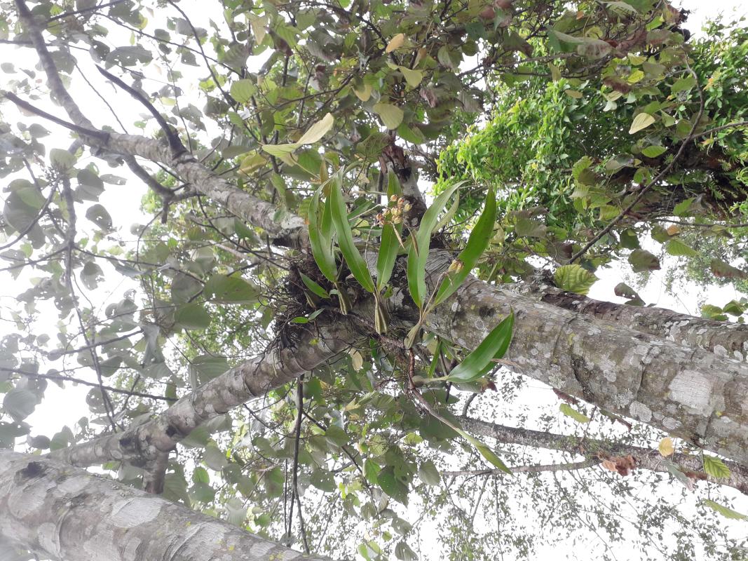 Maintaining Scout Garden