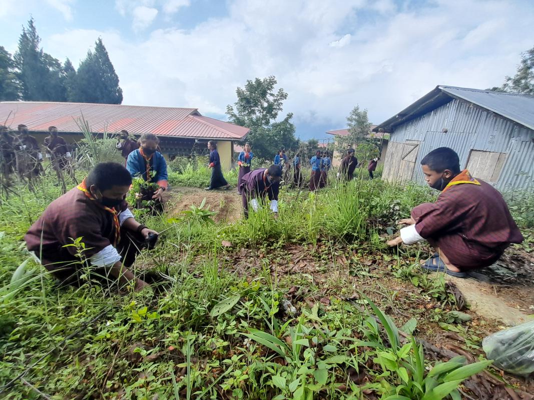 Trees can Recharge and Refresh Live