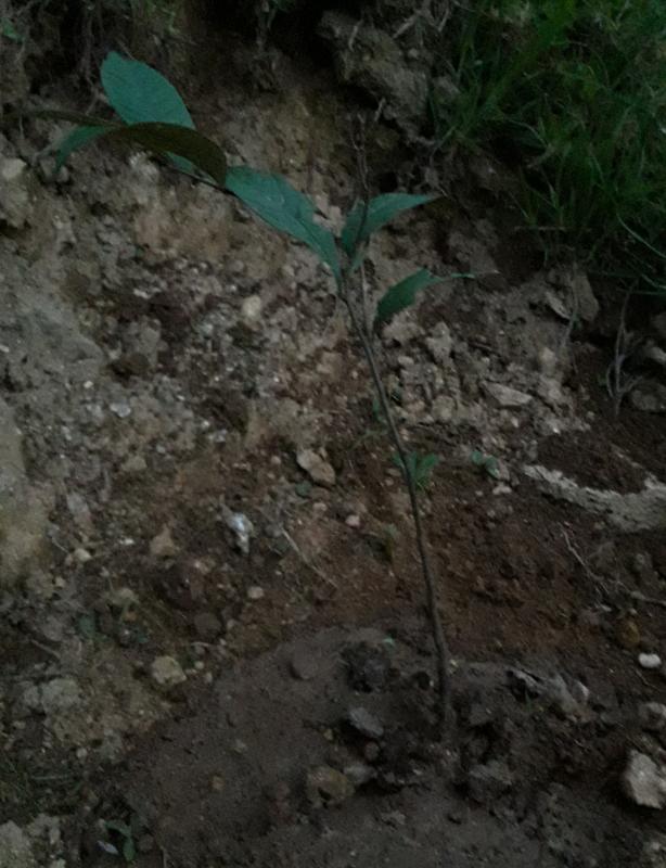 Planting trees for climate Action 