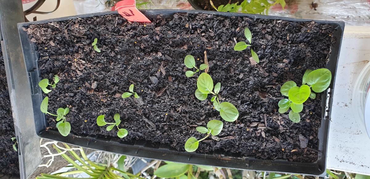 SEEDLINGS FOR SUSTAINABILITY