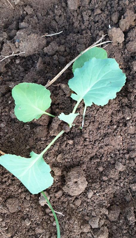 VEGETABLES FOR GOOD HEALTH AND SUSTAINABILITY