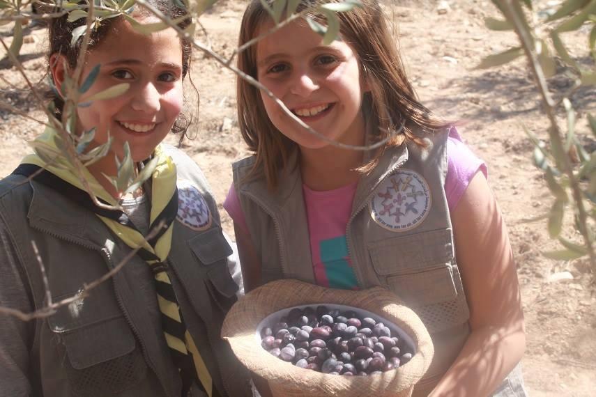 مجموعة مرشدات الصداقة تشارك في قطف ثمار الزيتون 