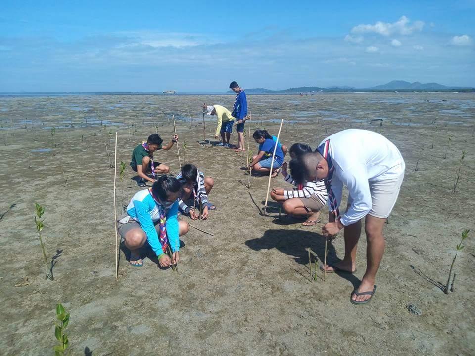 Mangrove Tree Planting