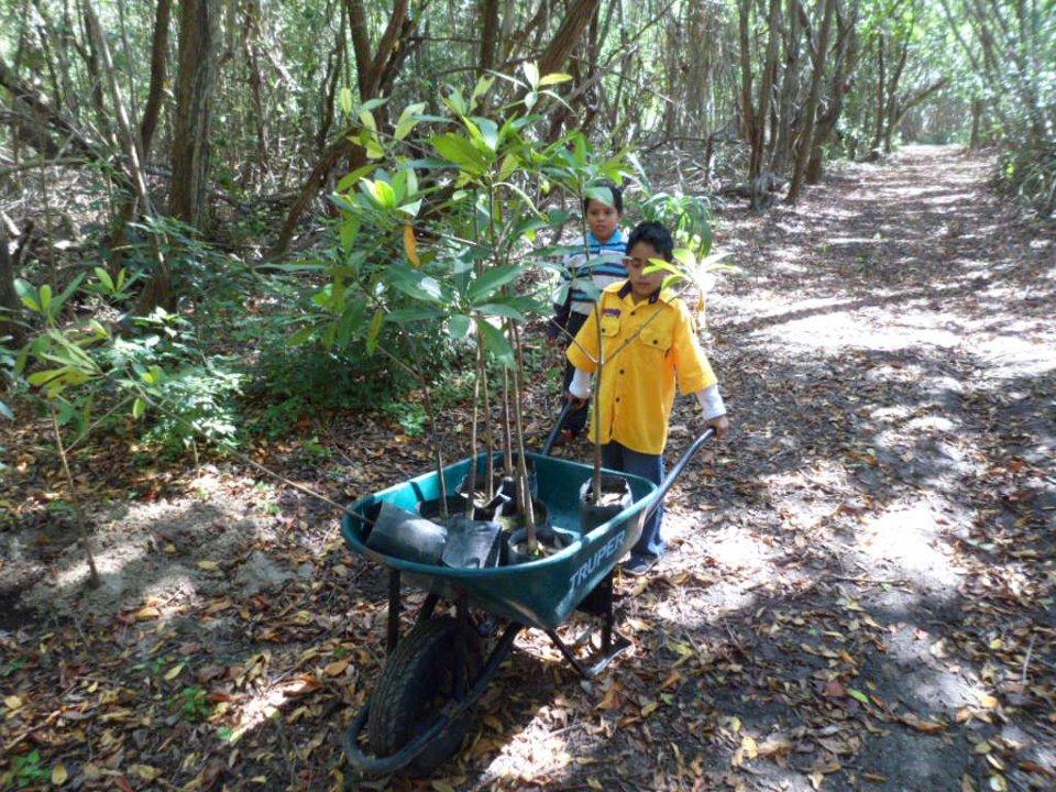 Reforestación de Manglar