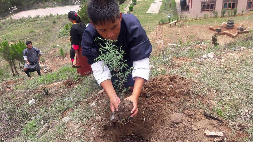 planting trees 