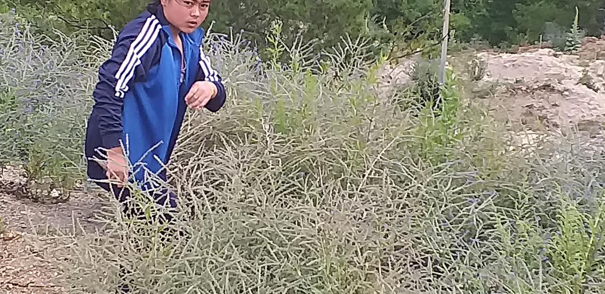 plantation and adoption of plants, weeding and re plantationand develope the scout park