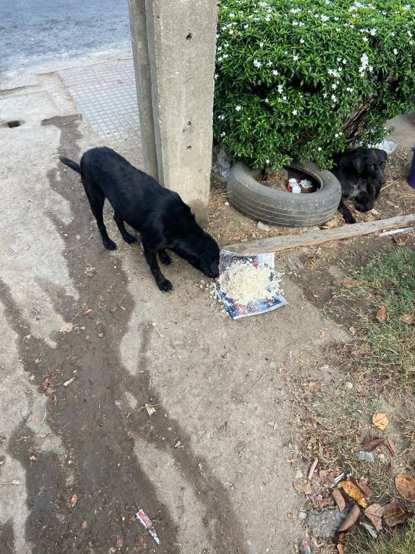 ให้อาหารสุนัขจรจัด