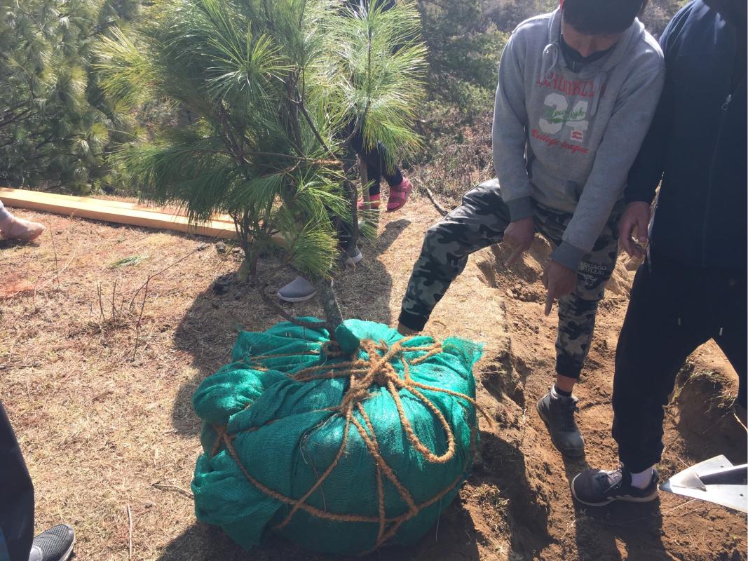 Root balling of pine tree