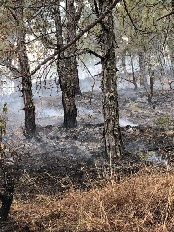 Combating forest fire 