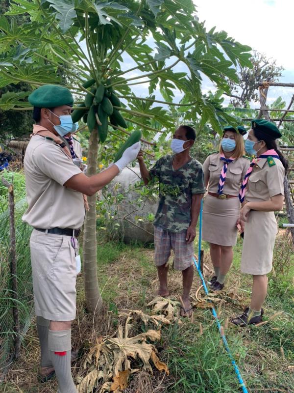 Thai Scouts prepare for COVID war with Papaya.