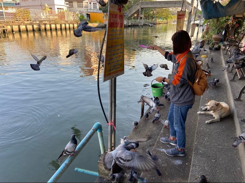 ให้อาหารปลา