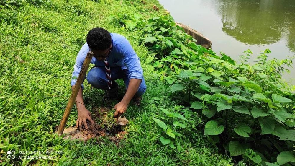 Tree Plantation at Banks of the pond named ‘Rajdighi’ at Gazipur