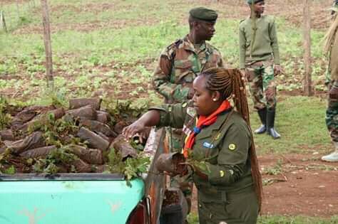 TREE PLANTING IN KIBIKO FOREST