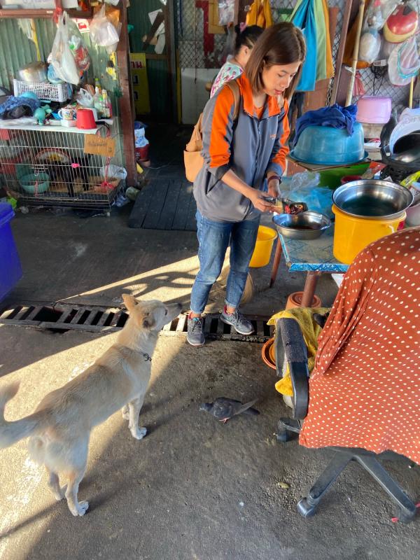 ให้อาหารสุนัขจรจัดที่วัด