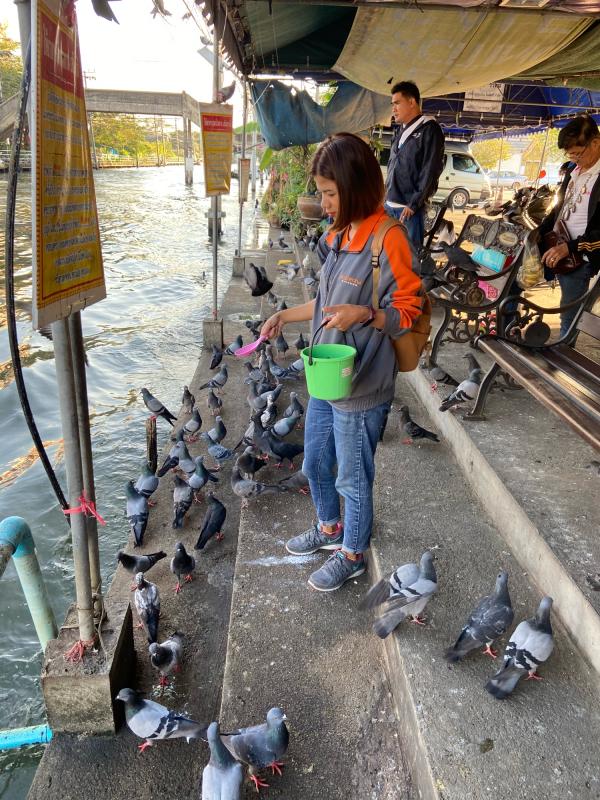 ทำทานให้อาหารนก