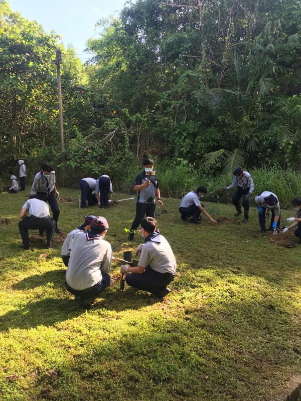 Trees for future scouting