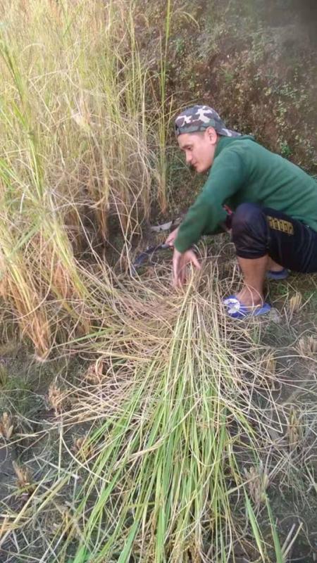 Rendering a helping hands in harvesting of paddy