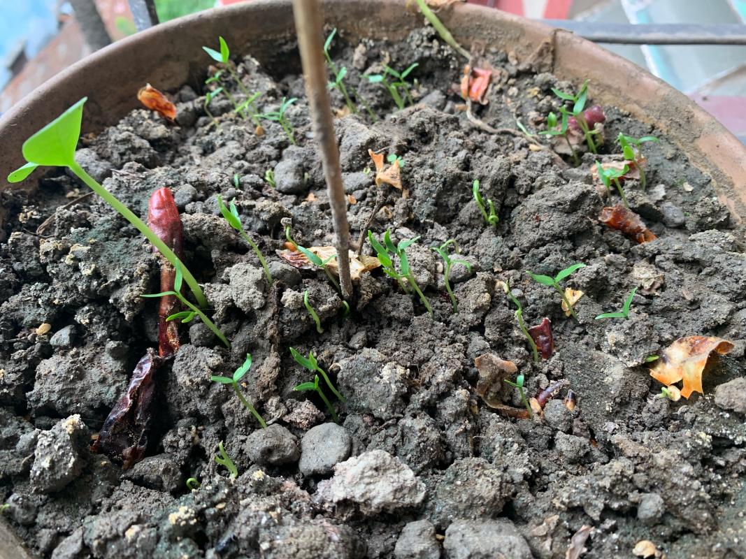 Seeding at my GARDEN 