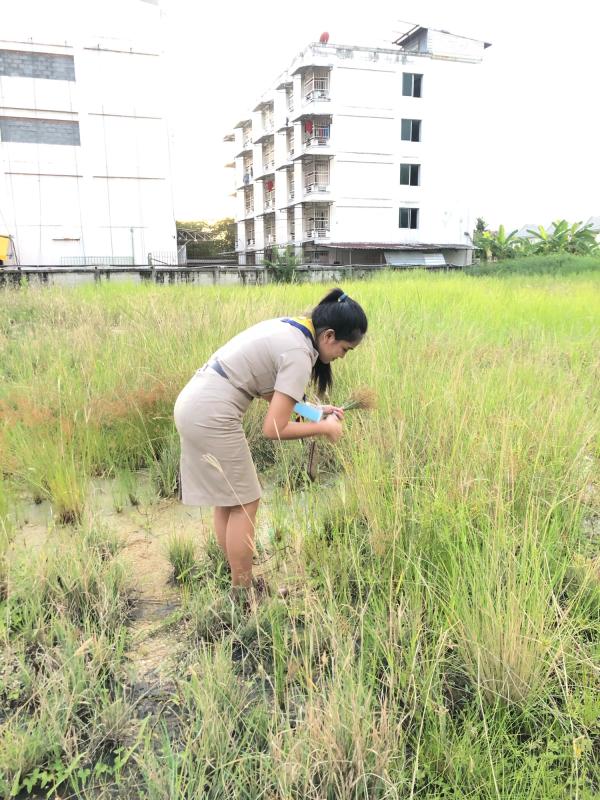 จิตอาสาเก็บวัสดุธรรมชาติประดิษฐ์งานศิลปะ