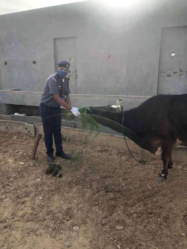 Sankalp project::feeding animals::