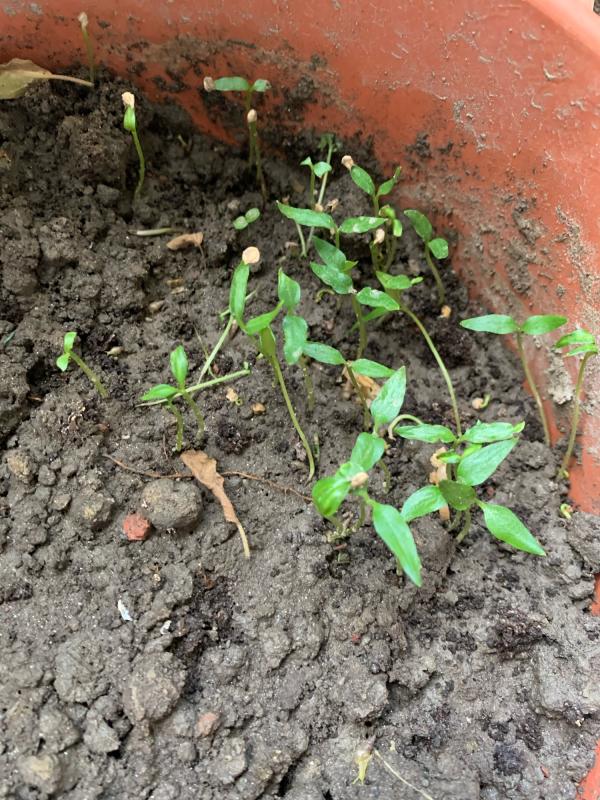 Green Chili Seed Plantation