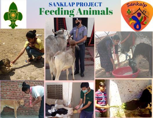 Feeding Animals(sankalp project)