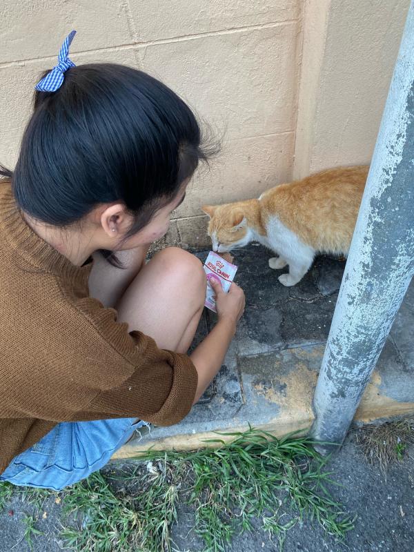 ให้อาหารแมวจรจ