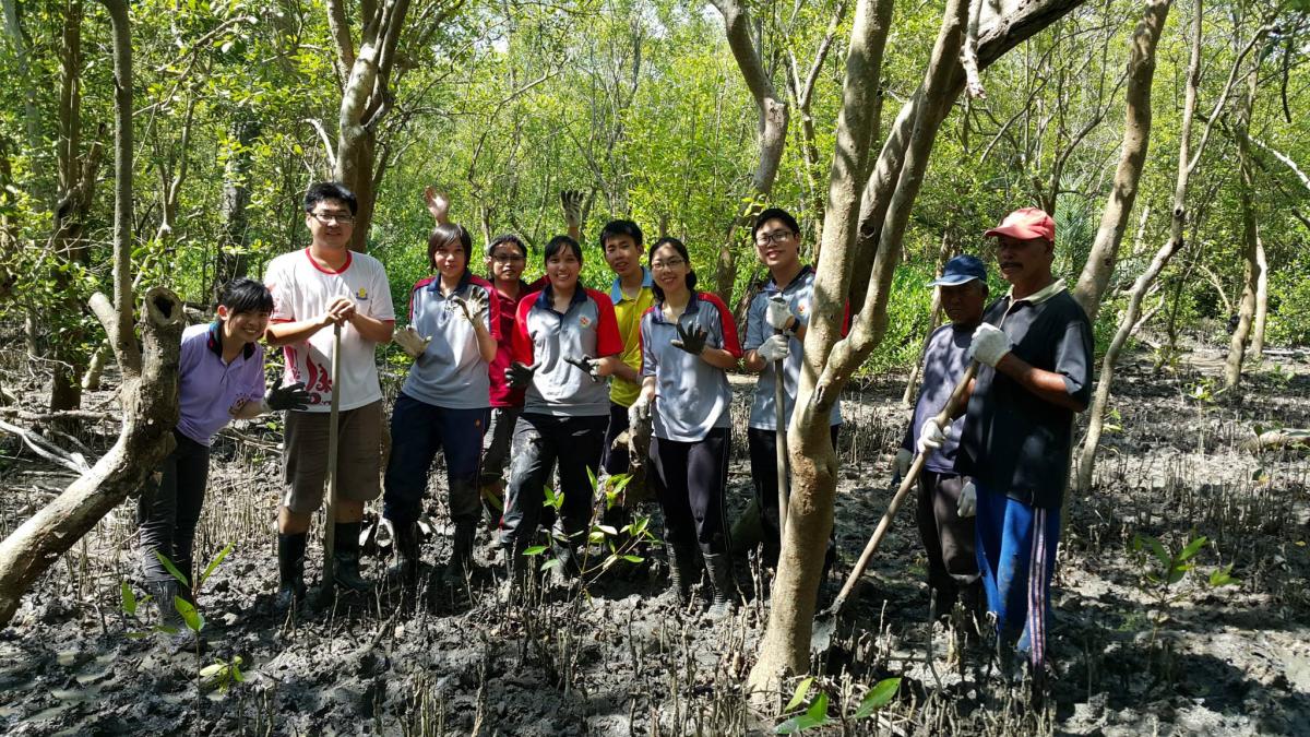 100 Mangrove Trees Planting and Seedling, Rubbish Cleaning