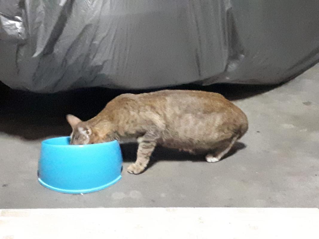 ให้อาหารแมวจรจัด