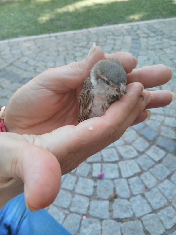 CAP '19 AC : activity 06 / 10 : " BIRD OBSERVATION "