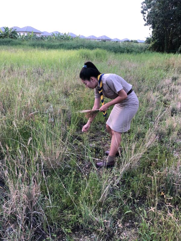 จิตอาสาเก็บวัสดุธรรมชาติประดิษฐ์งานศิลปะ