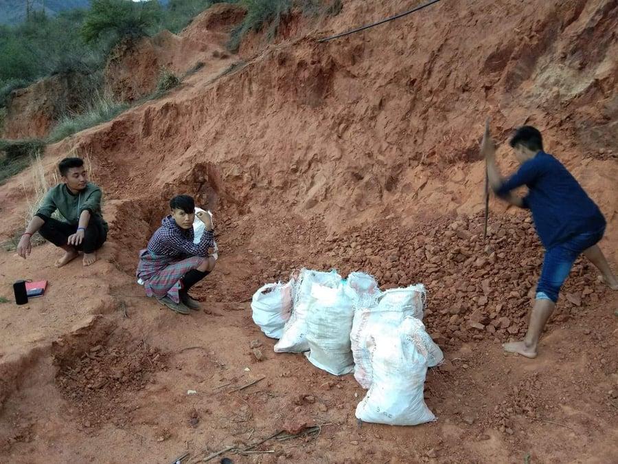 Tree plantation for enhancing peace.