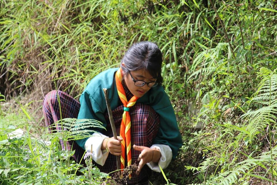 Tree Plantation