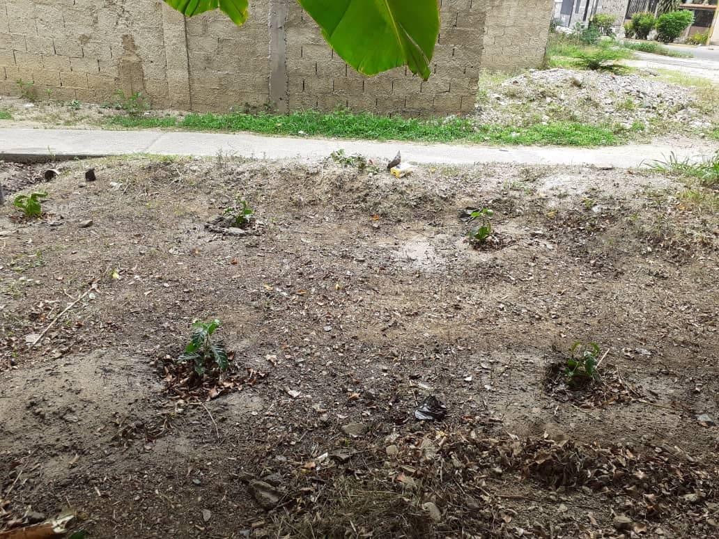Huerto Siembra y Crece, Realizado por Patrulla tigre del Distrito Jose Gregorio Hernandez, Santa teresita