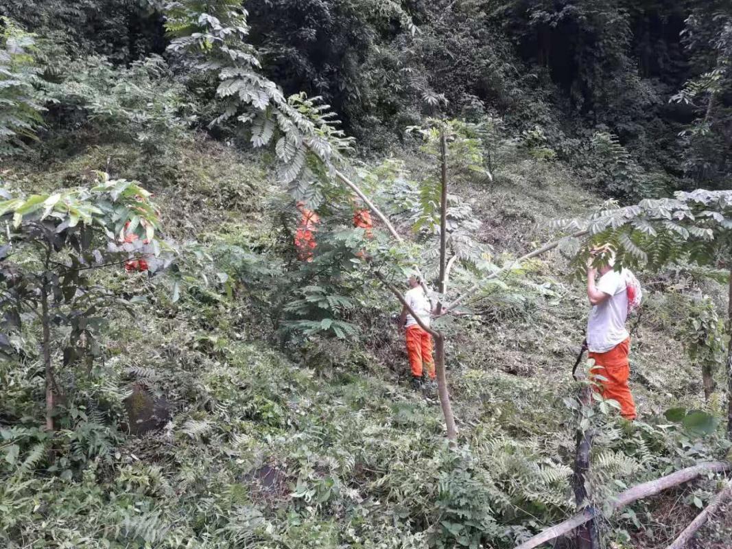 Bush Clearing at Plantation Site, Samdrup Jongkhar